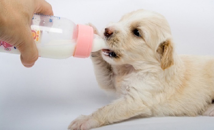 Cách nhận biết chó mẹ thiếu sữa và giải pháp