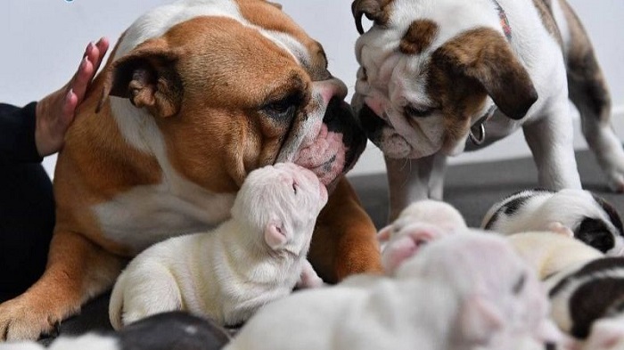 Cách vệ sinh chó mẹ sau sinh