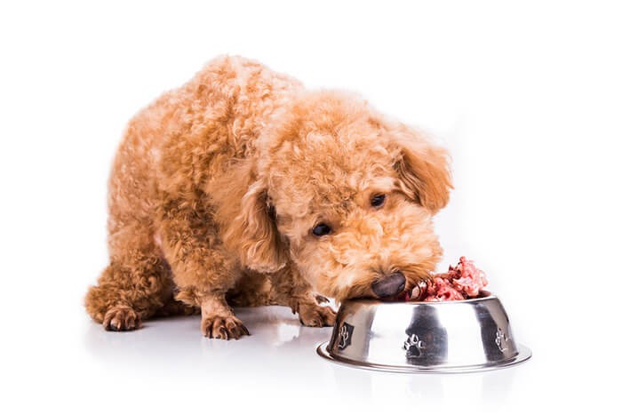 Chó ăn mặn có bị ghẻ không?
