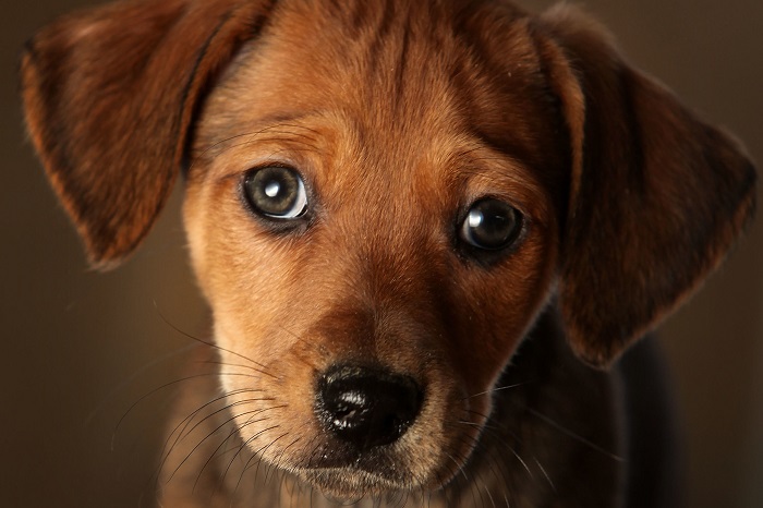 Chó ăn sả có hại ra sao?