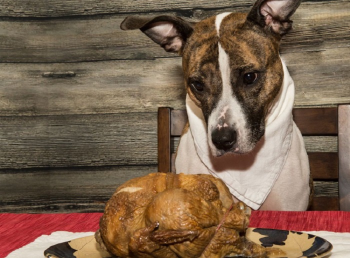 Chó ăn thịt gà nhiều có tốt không?