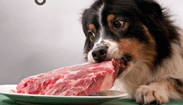 Cho chó ăn thịt sống có lợi gì?
