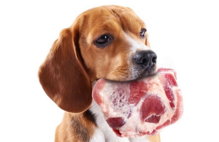 Chó có nên ăn thịt sống hay không?