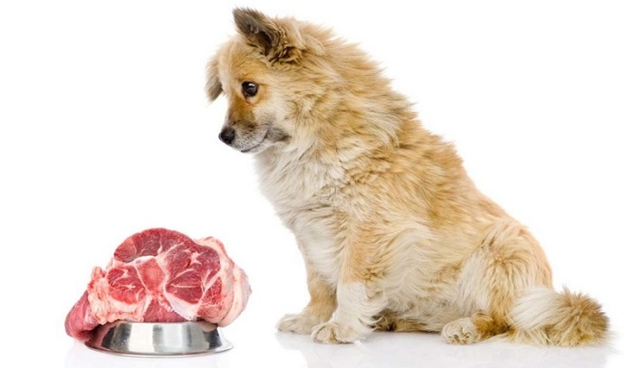 Cho chó ăn thịt thế nào an toàn?