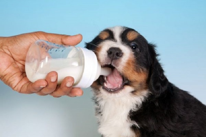 Cho chó mẹ mới sinh nên ăn gì để có nhiều sữa?