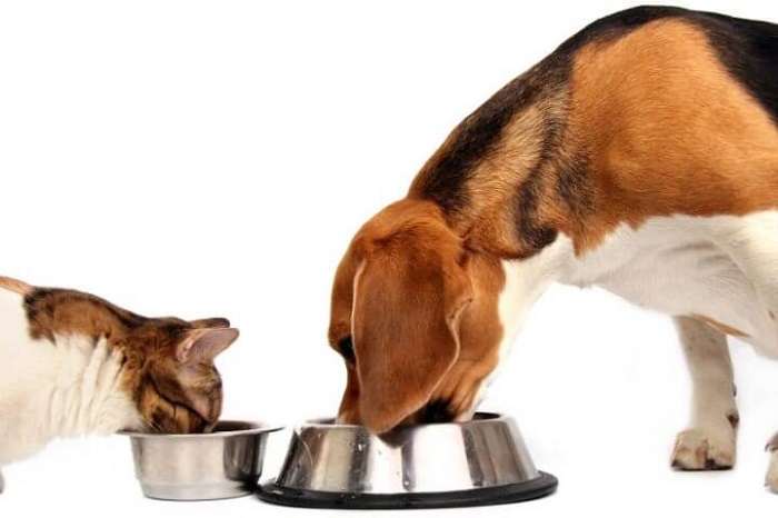 Chó có ăn được thức ăn cho mèo an toàn không?