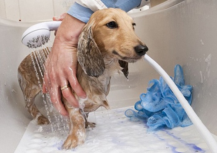 Chó mẹ đẻ bao lâu thì tắm được?