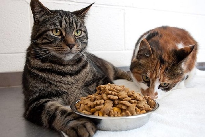1kg hạt Mèo ăn được bao lâu?