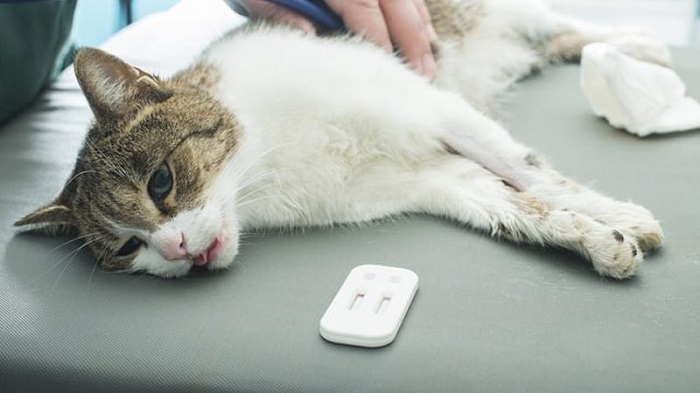 Cách điều trị bệnh Care ở loài mèo
