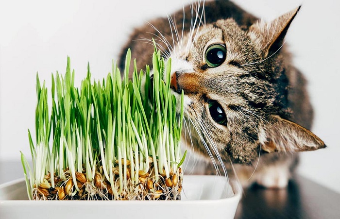 Cách cho mèo ăn cỏ mèo tươi
