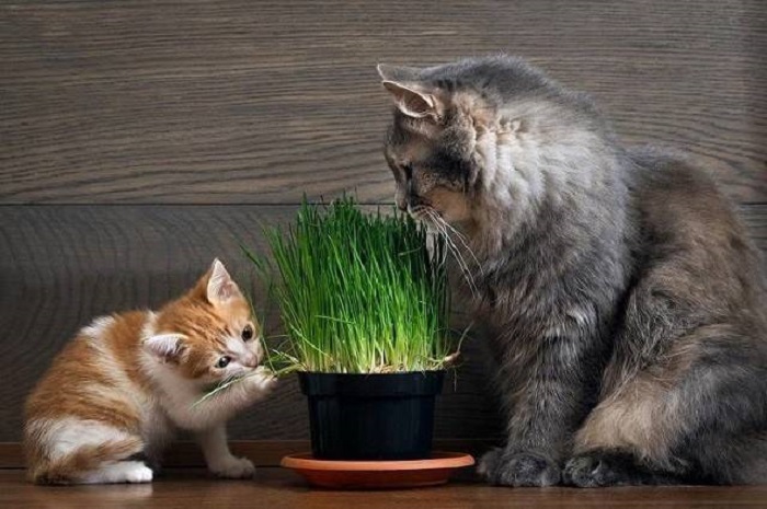 Sử dụng cỏ mèo được đúng cách