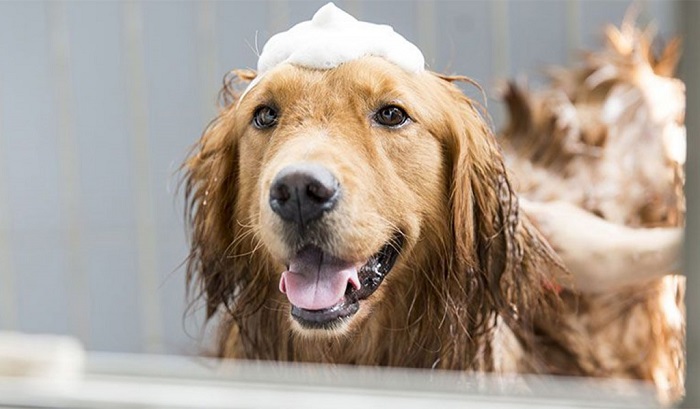Nên tắm cho chó vào lúc nào?