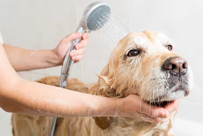 Cách tắm cho chó chi tiết