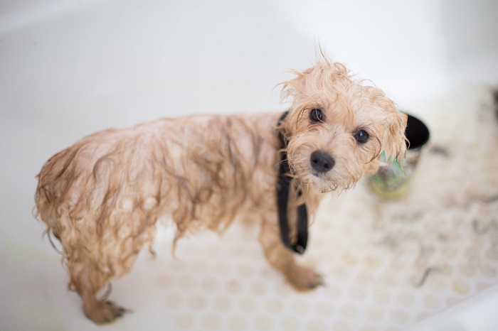Có nên tắm cho chó con?