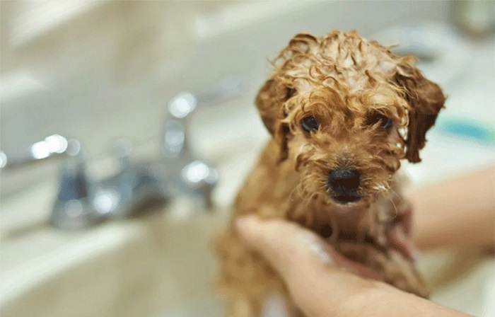 Chó con khi nào tắm được? 