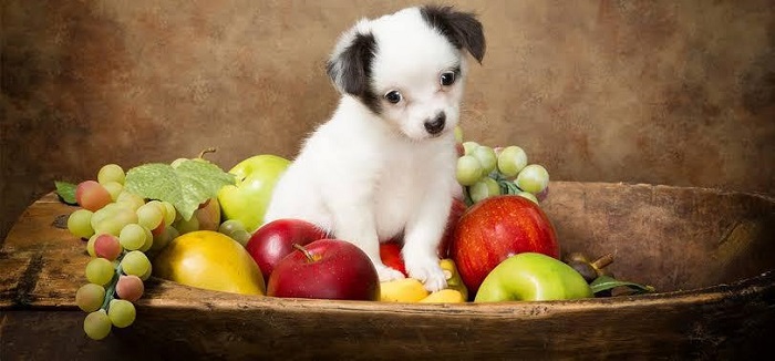 Chó ăn táo được không?