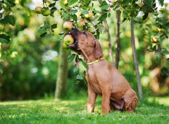 Một số lưu ý từ việc chó ăn táo