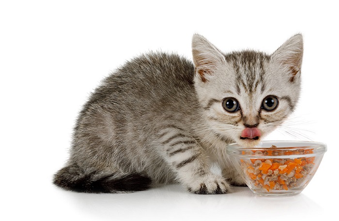Cho Mèo ăn bao nhiêu là đủ một ngày?