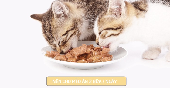 Cho Mèo ăn mấy bữa là phù hợp?