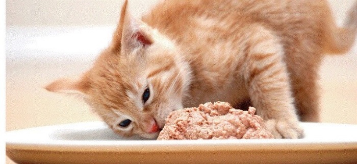 Một số điều cần lưu ý cần biết khi cho mèo ăn