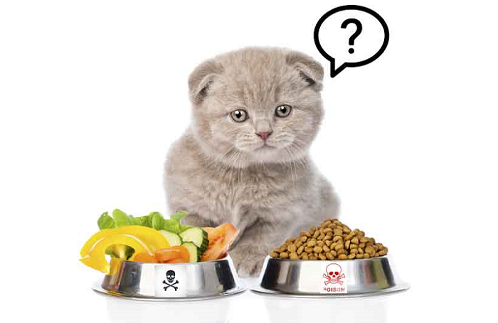Tìm hiểu các nguyên nhân khiến mèo ăn mãi không béo