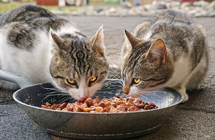 Cho mèo ăn gì để mập nhanh và tốt cho sức khỏe?