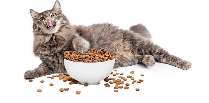 Cho Mèo ăn gì để mập nhanh và đảm bảo sức khỏe?