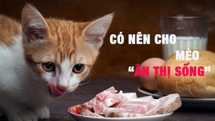 Có nên cho Mèo ăn thịt sống không?
