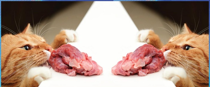 Cách cho mèo ăn thịt an toàn