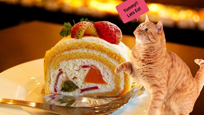 Mèo ăn bánh ngọt được không?