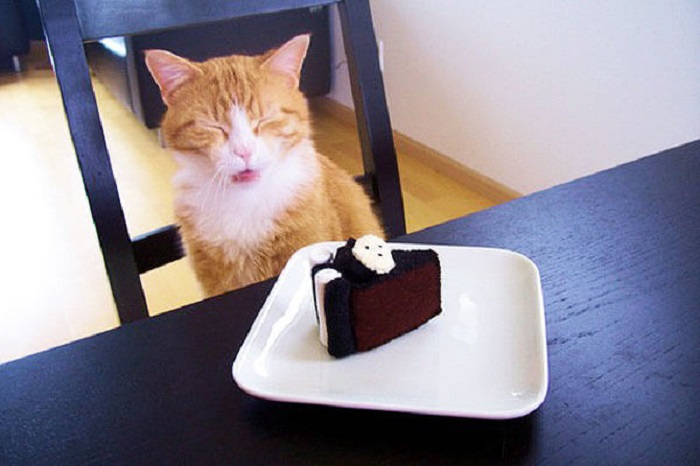 Các tai hại khi cho mèo ăn nhiều bánh ngọt