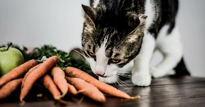 Mèo ăn cà rốt được không?