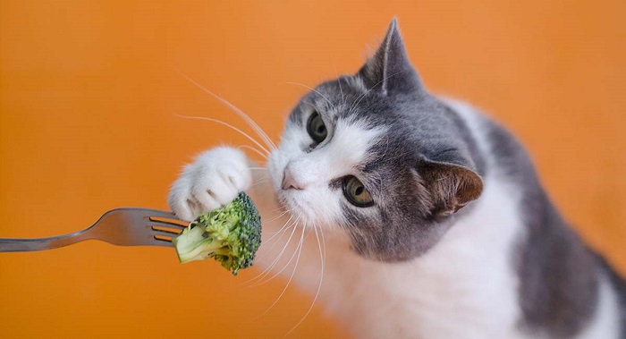Có nên cho mèo ăn rau củ hay không?