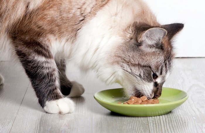 Mèo ăn Pate nhiều có tốt không?