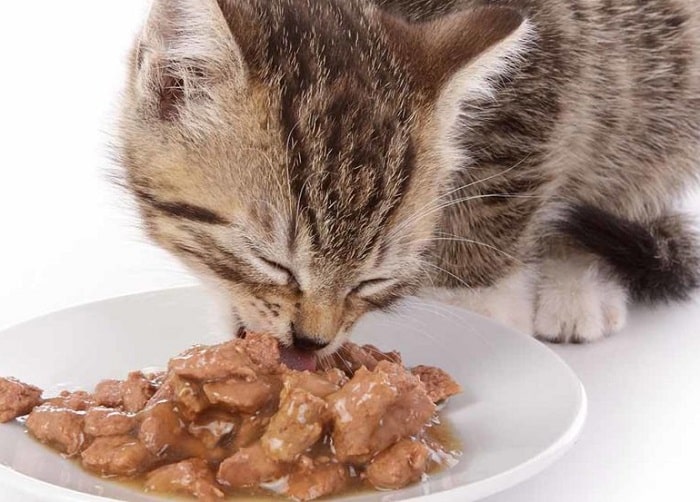 Chia sẻ về cách cho mèo ăn pate an toàn