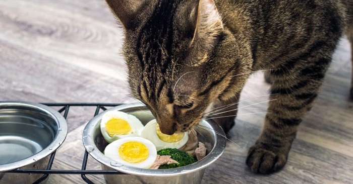 Lợi ích khi mèo ăn trứng