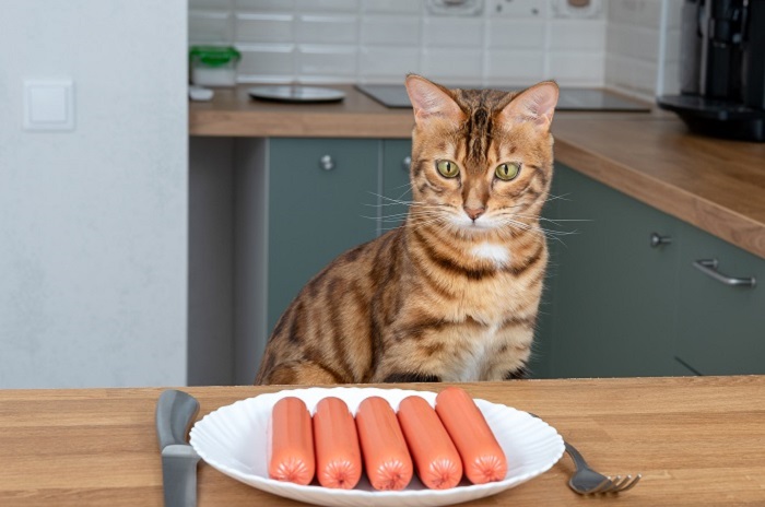 Loại xúc xích nào tốt cho mèo ăn?