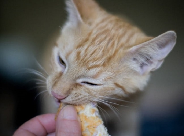 Rủi ro khi mèo ăn bánh mì