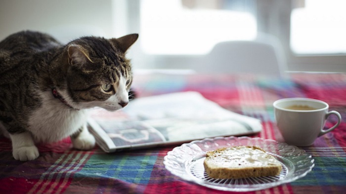 Bánh mì ảnh hưởng sao tới sức khỏe mèo?