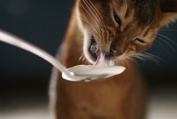 Có nên cho mèo ăn sữa chua?