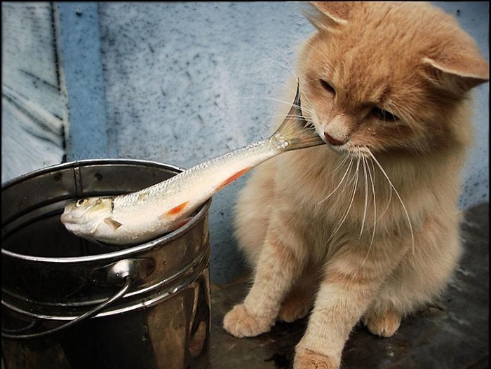 Lý giải vì sao mèo thích ăn cá?