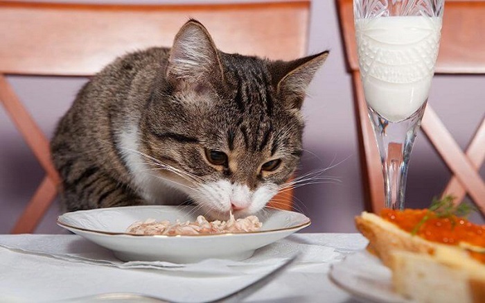 Mèo thích ăn cá gì? 