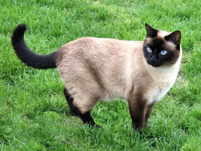 Các vấn đề sức khỏe mà giống mèo Siamese thường gặp