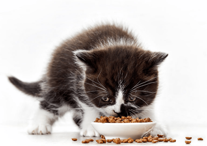 Cho mèo ăn hạt thế nào cho đúng?