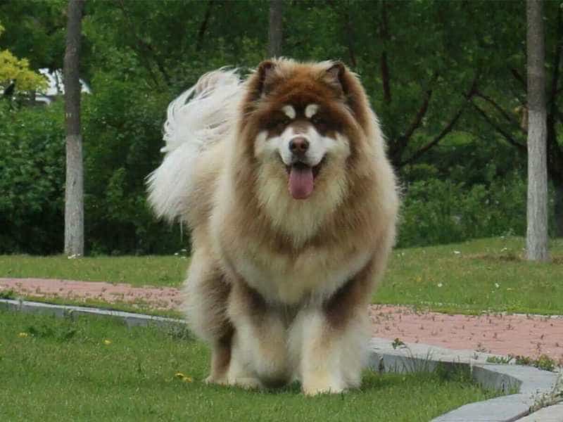 Nguồn gốc lịch sử chó Alaska Giant