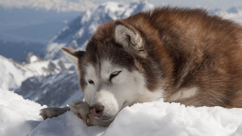 Chó Alaska Giant, giống chó khổng lồ nặng gần trăm ký