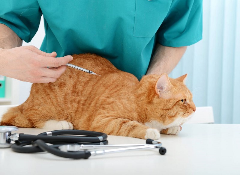 các bệnh thường gặp ở mèo và cách chữa