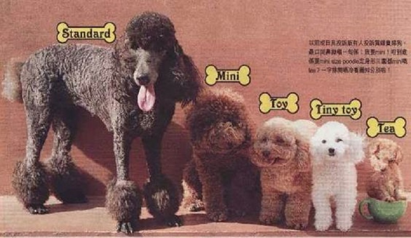Cách nhận biết chó Poodle thuần chủng