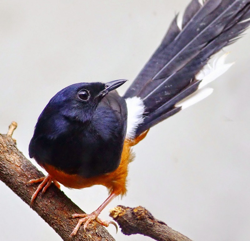 Hướng dẫn kỹ thuật nuôi chim Chích Chòe Lửa – Chim Cảnh Việt