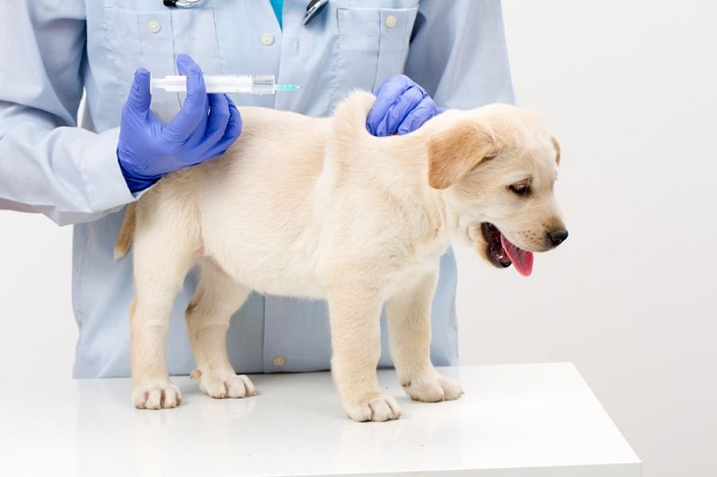 Tiêm phòng ghẻ cho chó theo chỉ dẫn của bác sĩ và phòng khám thú y